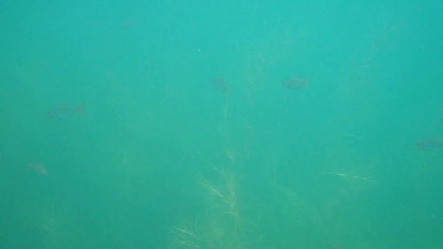 ПОДВОДНЫЙ МИР САКСОНИИ ПЛОТВА для РФ смотреть онлайн