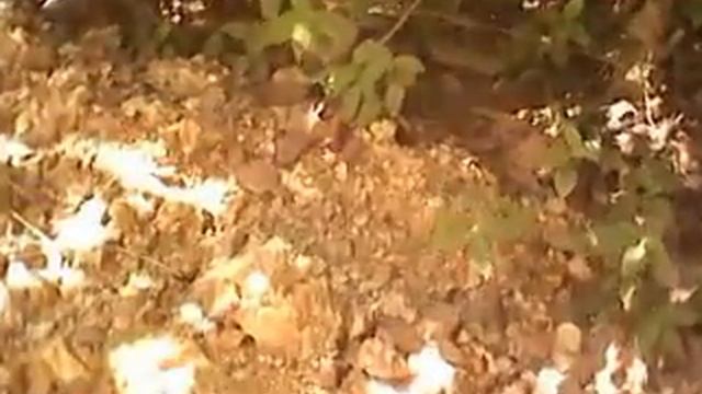 mariposas de chinautla epiphile adrasta 2015 смотреть онлайн