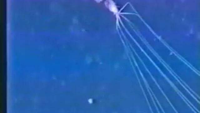 Bigfin Squid (Magnapinna Sp.) Rare Footage 7 смотреть онлайн