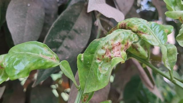 الحل الأقوى صانعات الانفاق أو حافرات انفاق الحمضيات leaf miner смотреть онлайн