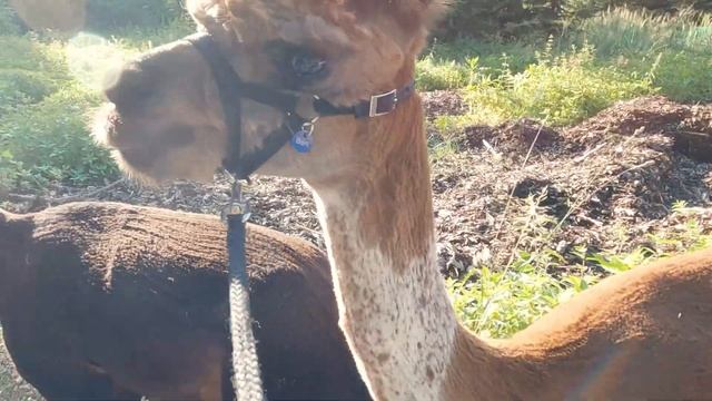 Alpaka Tour / Wanderung - GoPro Edit смотреть онлайн