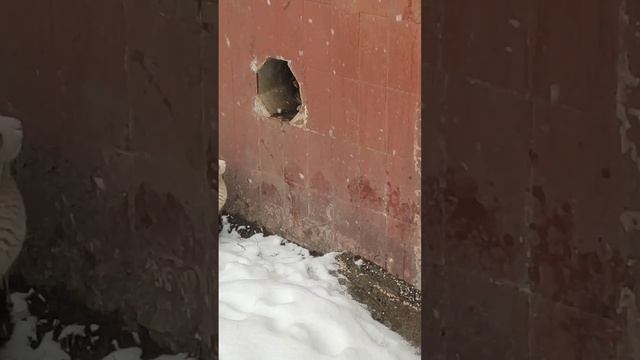 семнадцать мгновенных котов смотреть онлайн