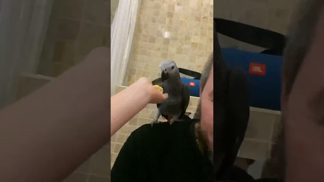 Попугай Жако смотреть онлайн