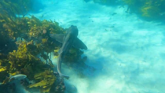 Port Jackson Shark - Seal Rocks - 12 June смотреть онлайн