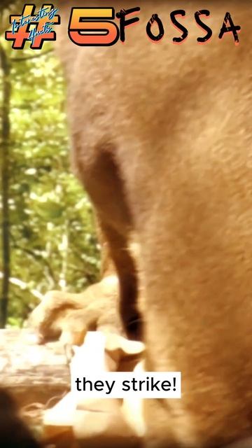Fossa Interesting Fact 5 смотреть онлайн