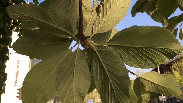 Whitebeam (Sorbus aria) - underside of leaves - May 2018 смотреть онлайн