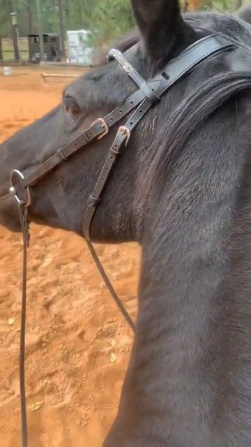 ЮморСМех #shorts #приколы #jokes смотреть онлайн