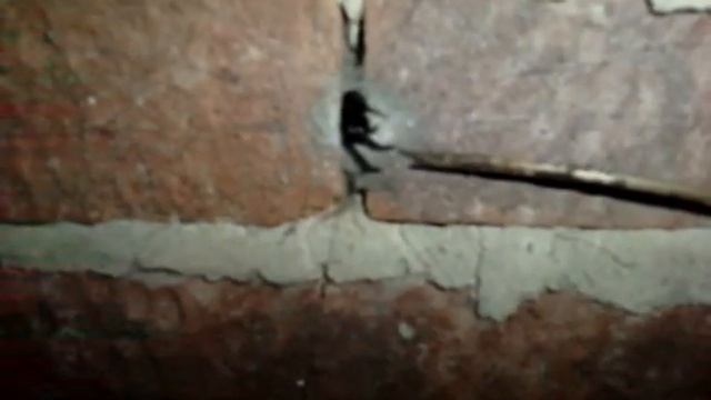 Segestria florentina - Tube Web Spider смотреть онлайн