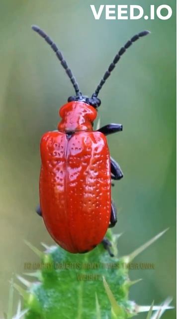 ANIMALS. Beetles смотреть онлайн