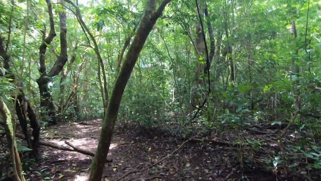 Jungle Hike in Costa Rica's rincon vieja national park pre-COVID смотреть онлайн