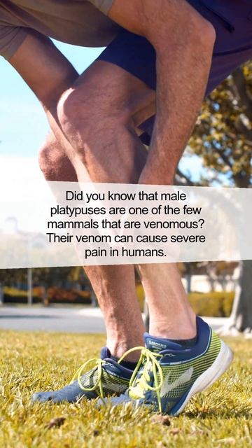 Unbelievable Fact About Platypuses смотреть онлайн