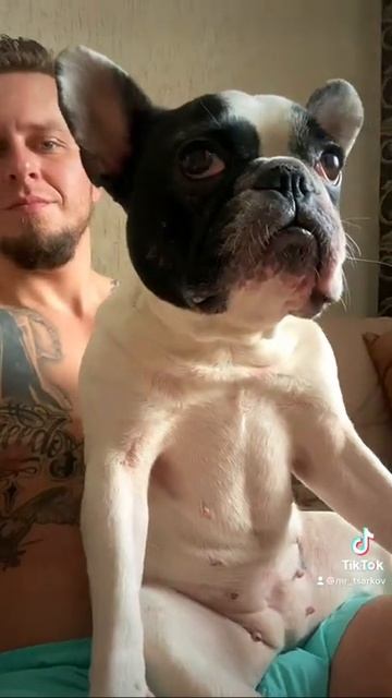 Собака друг человека смотреть онлайн