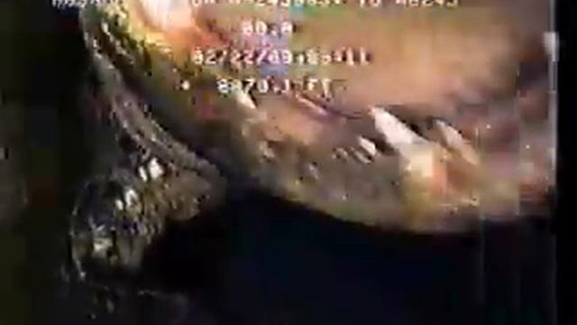 Alligator in Sewer смотреть онлайн