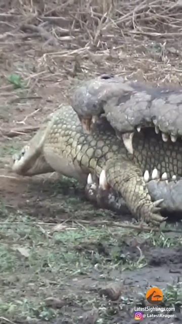 Crocodile kills crocodile. Крокодил пожирает крокодила. смотреть онлайн