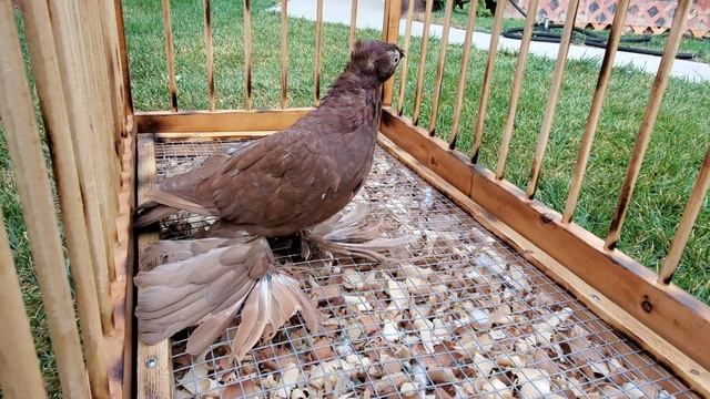 Красная голубка всегда лучше смотреть онлайн