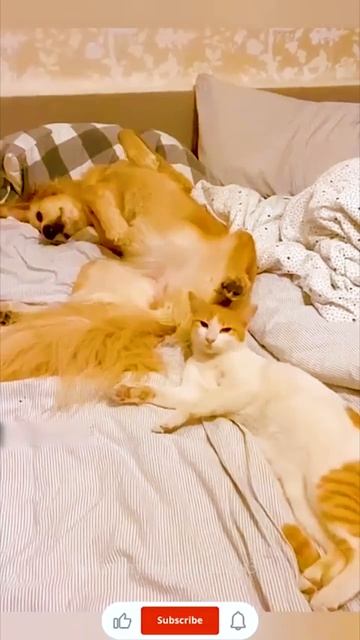 Funny animals. 😂😻😂 #shorts #funny #cat #dog #animals #pets #Funny video collection. смотреть онлайн