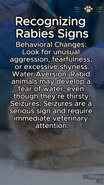 "How to Protect Your Pets from Rabies" 🐶😸🐕🐈#fyp смотреть онлайн