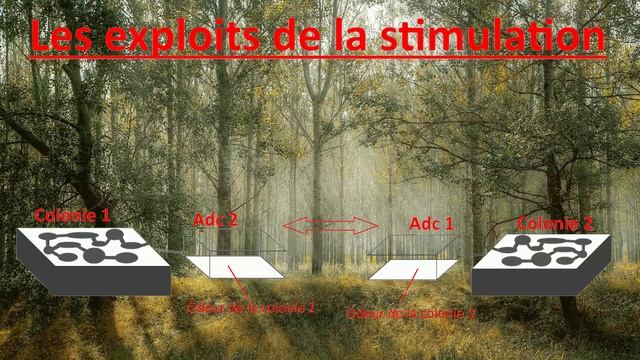 Comment augmenter la ponte de sa reine et avoir + de majors ! Expériences fourmis 1 смотреть онлайн