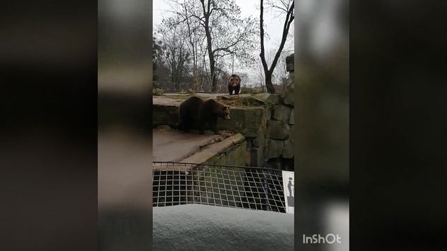 Косолапый друг #медведь #друг #косолапый смотреть онлайн