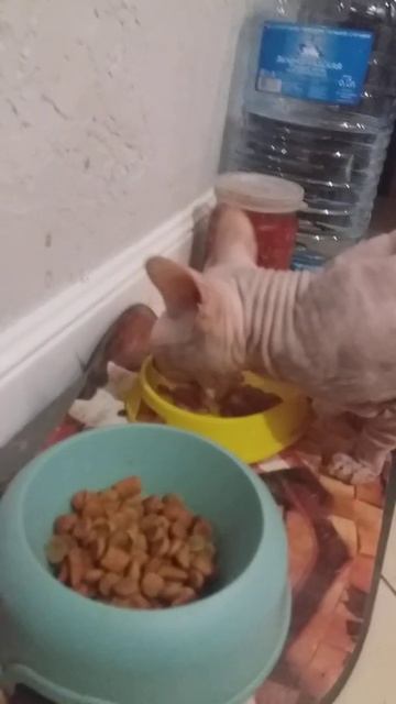 кошка сфинкс кушает вискас/my sfinks eating whiskas #catsfinks смотреть онлайн