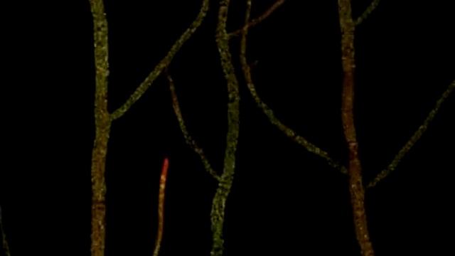 Time Lapse Growing Mycelium of Neurospora crassa by Dr Patrick Hickey смотреть онлайн