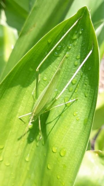 Grasshopper & Grass Timelaps #Short смотреть онлайн