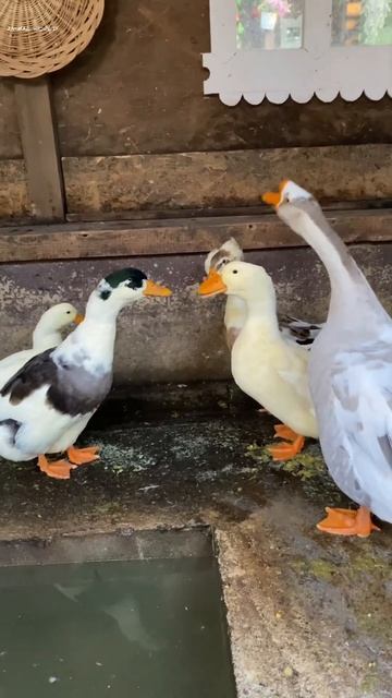 Ducks and geese смотреть онлайн