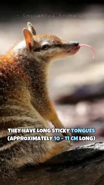 Numbat | One Of The Rarest Animals In The Wild #shorts смотреть онлайн