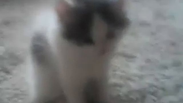 Кошка и ноги😅😺😺 смотреть онлайн