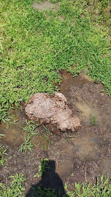 Elephant Poop at Mole National Park смотреть онлайн