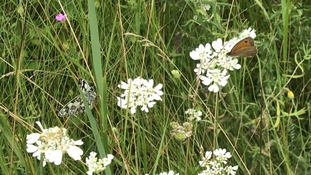 ユルティナマキバジャノメManiola jurtina(Meadow Brown)＆ガラテアセイヨウシロジャノメMelanargia galathea (Marbled White) Bulgari смотреть онлайн