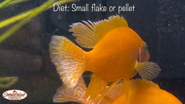 Safran Peacock (Aulonocara sp.) ❤️🐟 #imperialtropicals смотреть онлайн