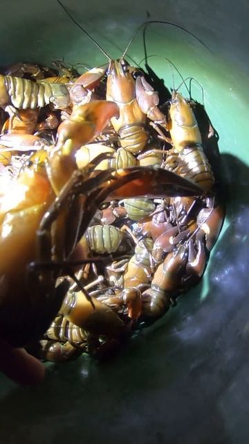 🦐Сигнальний рак🦐👍👇 смотреть онлайн