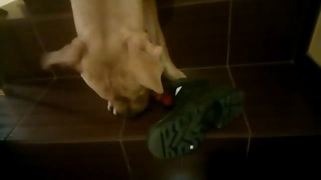 Pitbull (Джон и сапог). смотреть онлайн