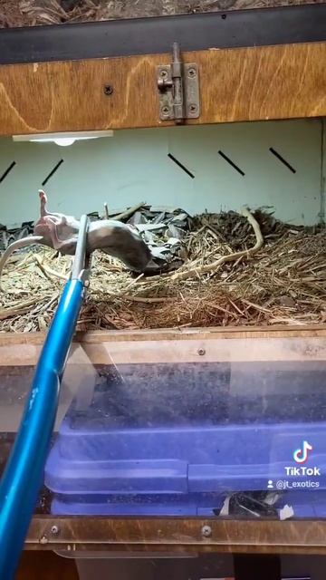 west gaboon viper смотреть онлайн