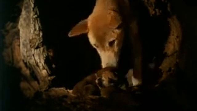 Mia Isabella Transgender Model Allegedly Accusing Tyga Of Sexual Three-Year Affair смотреть онлайн