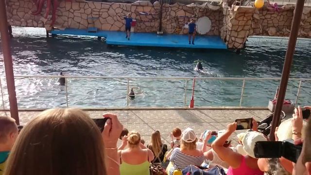 2017-06-25_Анапа_Дельфинарий_Утриш_7 смотреть онлайн