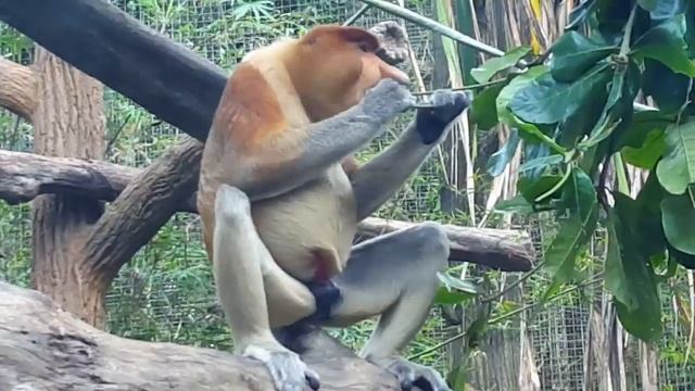 01 Proboscis Monkey at the Singapore Zoo смотреть онлайн