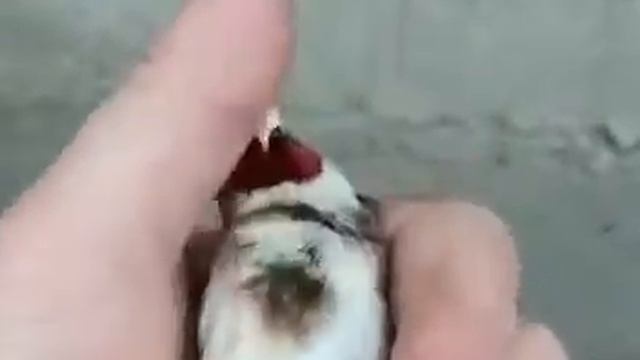 Красивый щегол #метис смотреть онлайн