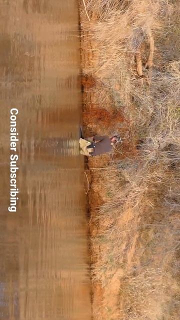 Boar Hunting #shorts #hunting #wildboar #killcam смотреть онлайн