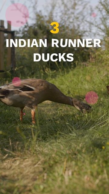 Quack up your knowledge on different duck breeds! 🦆 смотреть онлайн