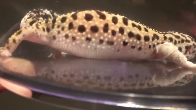 My gravid female leopard gecko смотреть онлайн