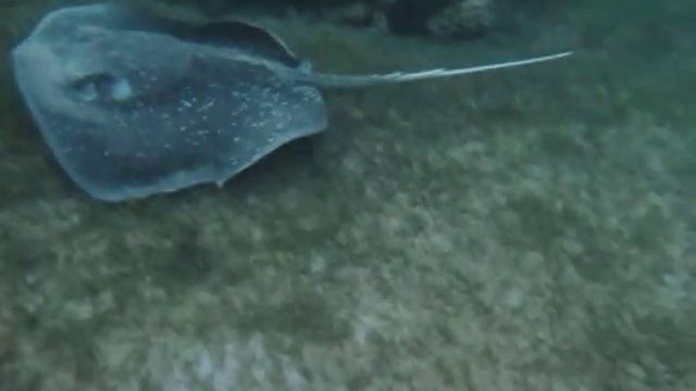 Fantail Stingray at Noweba, Gulf of Aqaba смотреть онлайн