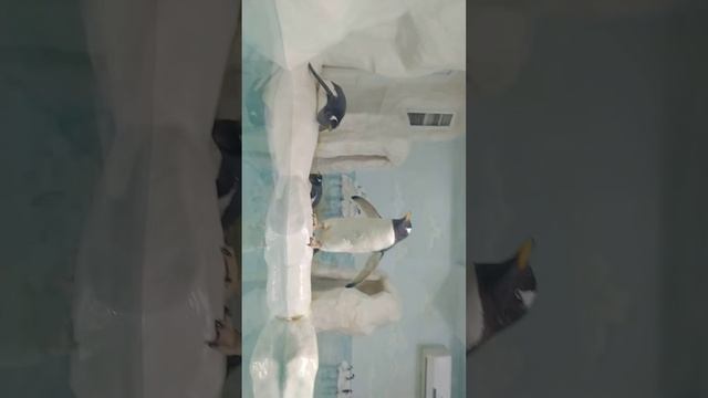 пингвины (Лазаревское) смотреть онлайн