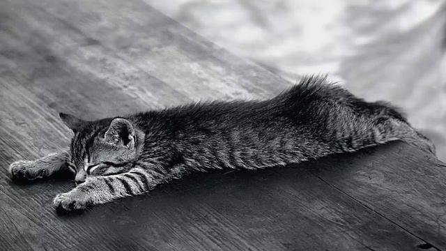 Кошаки милые создания! 1 смотреть онлайн