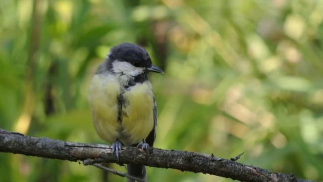 Синица смотреть онлайн