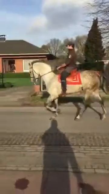 Продается молодой андалузский жеребец, 6 лет смотреть онлайн
