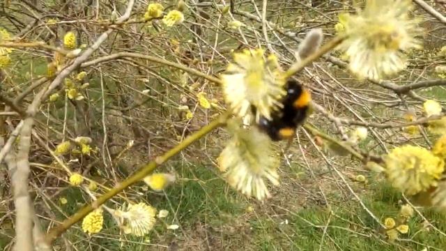 Frühlingsboten: Bienen und Hummeln auf Frühblühern - Naturbeobachtungen im April in Ostfriesland смотреть онлайн