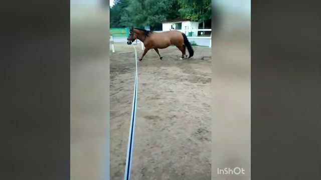 работа на корде. Лунтик и Африка смотреть онлайн