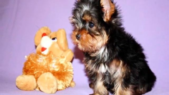 Дети ФИНТ ФО Ю смотреть онлайн